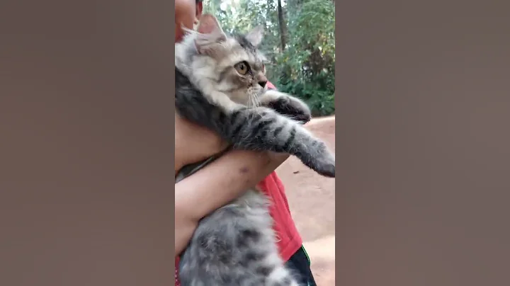 Watch the video about Persian cat malayalam kerala #പേർഷ്യൻ കാറ്റ് #shorts