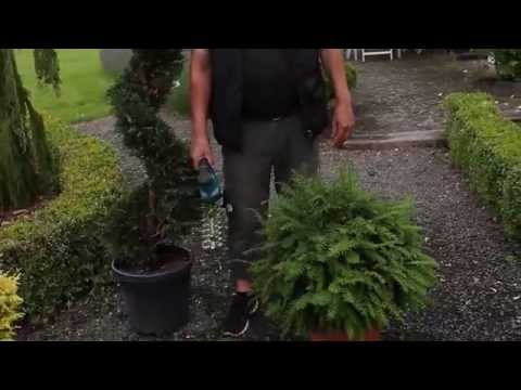 Video: Er buxus-planter eviggrønne?