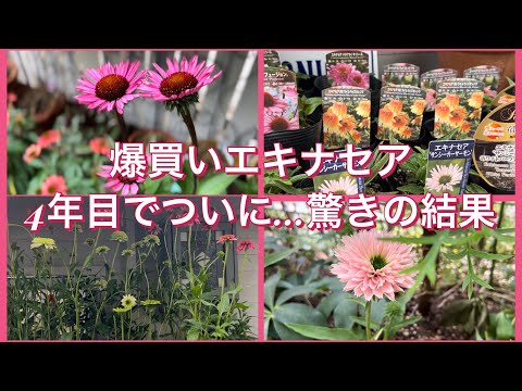爆買いしたエキナセア、4年目にして、驚きの新芽！春のエキナセアの