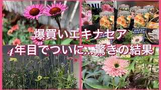 爆買いしたエキナセア、4年目にして、驚きの新芽！春のエキナセアの