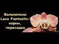 ОРХИДЕЯ phal.LECO FANTASTIC:корни,ПЕРЕСАДКА.Привет Караман Владиславу!