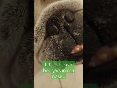 Видео: Что вам нужно знать о правилах кормления собак