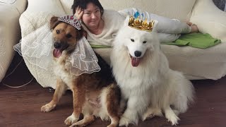 Золушка 💝 Принц на белом диване, квартира в Москве и родители в подарок бездомной собаке| Берта