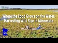 Where the Food Grows on the Water:  Harvesting Wild Rice in Minnesota