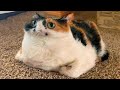 Панорамный кот)) Приколы с котами | Мемозг #394