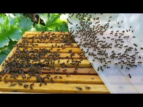 Swarm of bees finds a new home