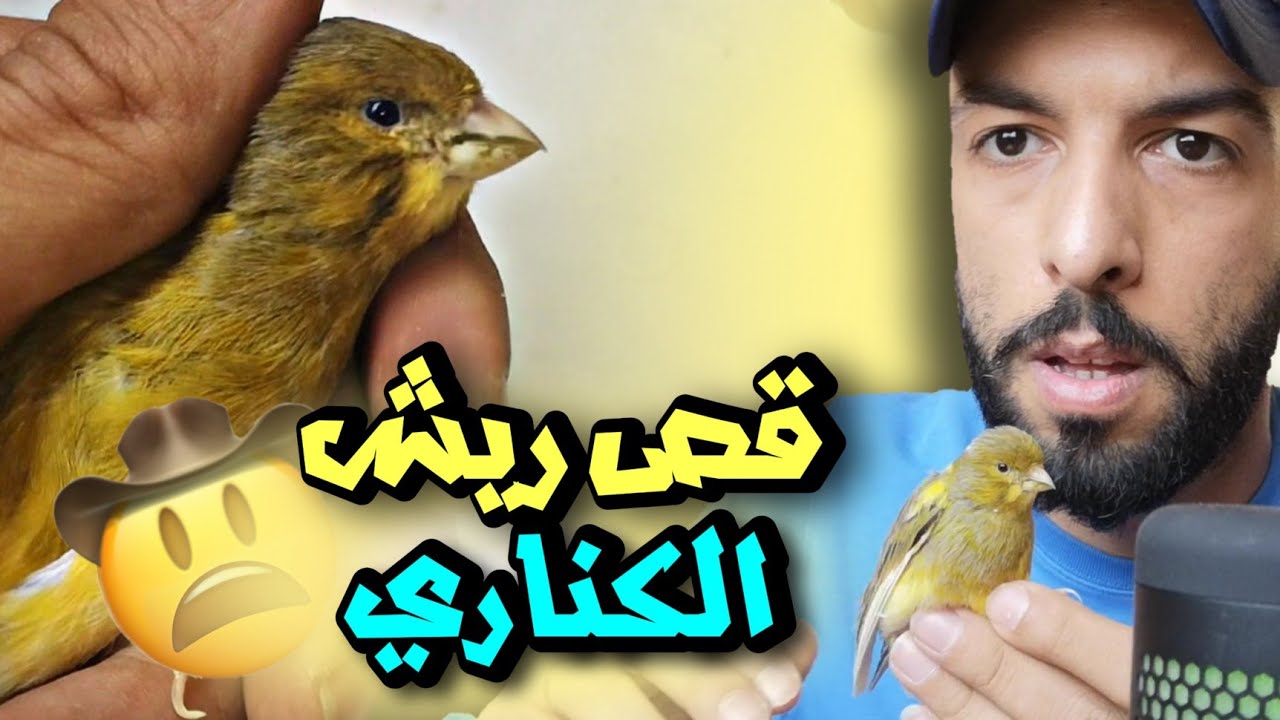 أهمية قص الريش حول مخرج طائر الكناري 😱 لتفادي البيض الغير مخصب ✌️