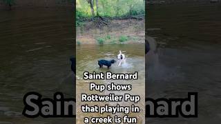 Saint Bernard and Rottweiler Pups playing #funny #dog #dogs #rottweiler #stbernard #creek #shorts