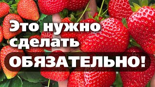 Уход За Клубникой После Сбора Урожая. Очень Важные Операции