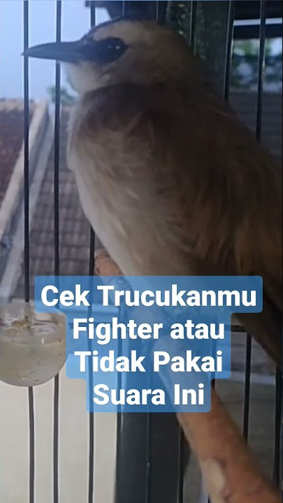 Pancingan Suara Trucukan Gacor Tarung Fighter Memanggil Lawan, Terapi Ombyokan Bahan Melatih Mental
