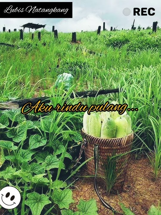 Lagu anak Rantau Rindu Rumah cocok buat story wa 30 detik.