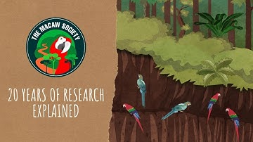 The Macaw Society | 20 Years of Research Explained