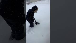 Download Lagu #cute #funny #cat #cats #kitten #snow #snowfall #fyp #relatable t #funnycute #funnymoment MP3