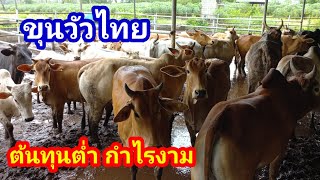 ขุนวัวไทย ต้นทุนต่ำ กินง่าย กำไรงาม/แถมยังมีเขียงเนื้อด้วยแบบนี้มีรวยกับรวย#พูดจาภาษาวัว