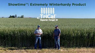 Showtime™ Triticale is Incredibly Winterhardy