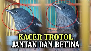 How to Distinguish Male and Female Kacer Trotol 100% Accurately