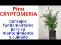 PINO CRYPTOMERIA. Cryptomeria japonica CEDRO DEL JAPÓN