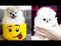 😍 Mini Pomeranian   Recopilación De Videos Divertidos Y Lindos Cachorros Pomeranian # 4