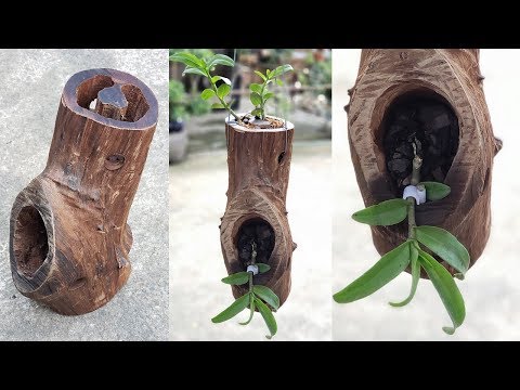 #2 How to make orchid wood pots | Cách làm Chậu Trồng Lan Từ Gỗ Vú Sữa | Foci