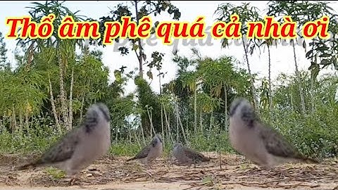 Thổ âm phê quá cả nhà ơi. Clip 566. Cả nhà xem vui nha.