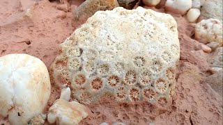 Keindahan Alam!. Penemuan Bongkahan Batu Akik Bunga Teratai yang Spektakuler dalam Batuan yang Luas