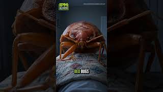 🚫 Fast, Effective Bed Bug Control in Rochester