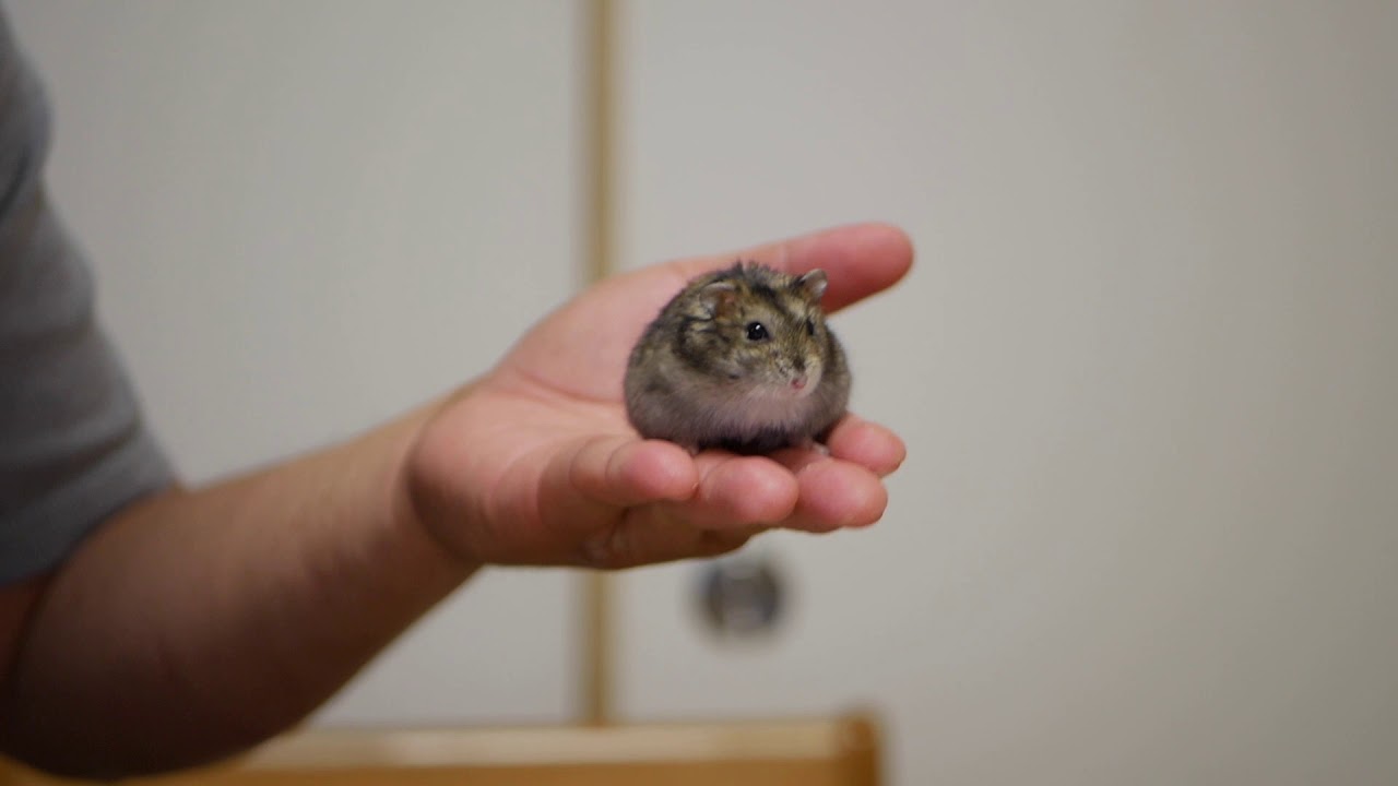 dwarf djungarian hamster