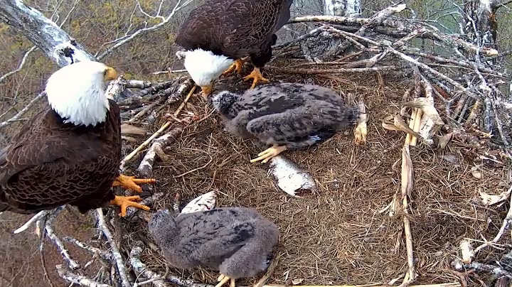Ep#155 #baldeagle | Review mother bird brings food to feed her chicks | bird nest with nature life