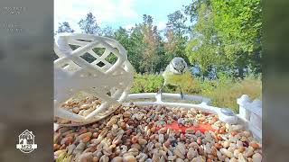 Birdvisits @ Marenslingan – 2026-08-23