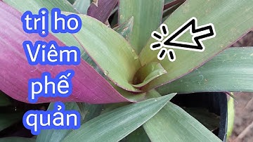 Cây Sò Huyết trị Ho, Viêm Phế Quản cực kỳ hay. Cây Thuốc Quanh Ta