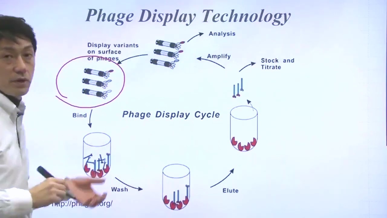 Unit 7 Part 3 Phage Display Technology - YouTube
