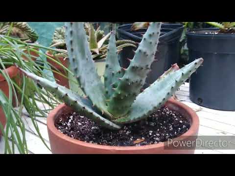 Wideo: Aloes Kolczasty