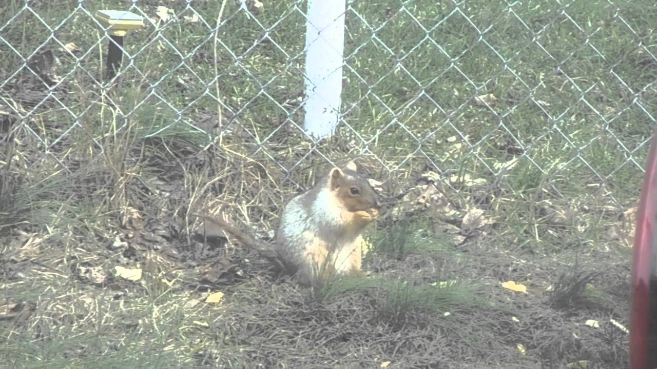 Fat Squirrel Eating Potato Chips YouTube