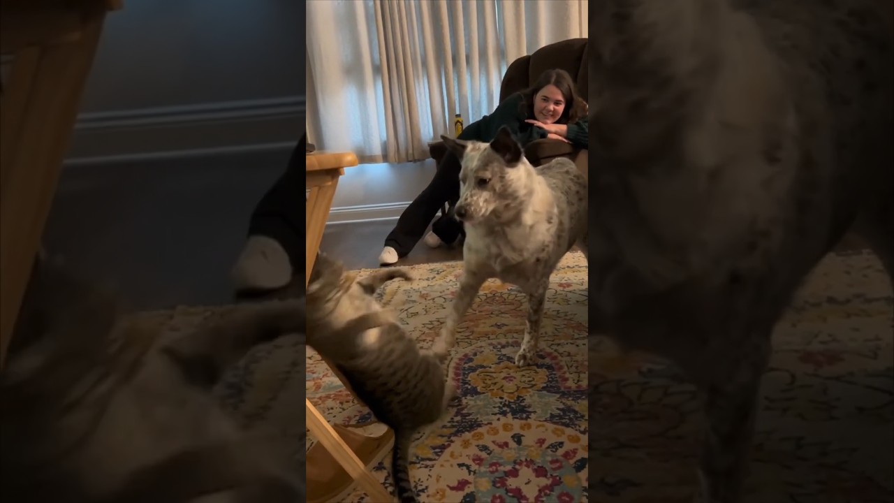 Dog teaches cat a valuable lesson 