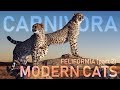 CARNIVORA V - Feliformia (part2) : Modern cats 🦁