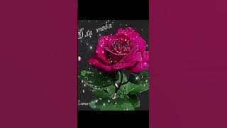 Mandingo Lloré Lloré