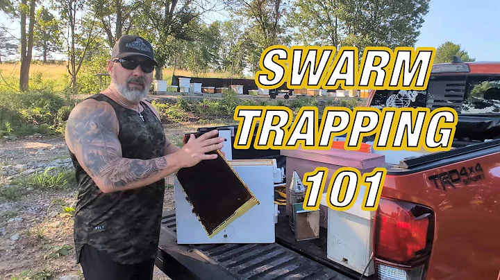 Swarm Trapping 101: How to Catch Free Bees the Right Way! 🐝