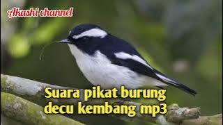 Suara pikat burung decu kembang mp3
