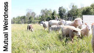 Daily Sheep Move by Mutual Weirdness Farm 883 views 4 years ago 7 minutes, 49 seconds