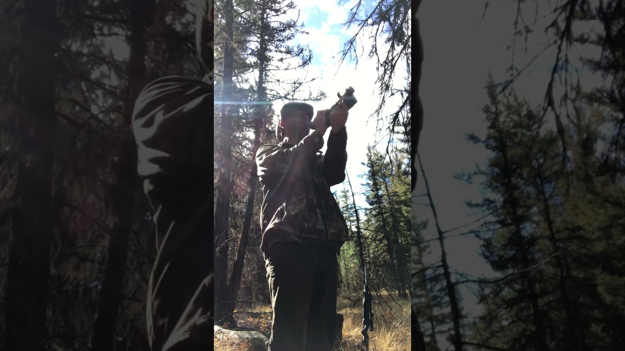 Elk calling Princeton B.C