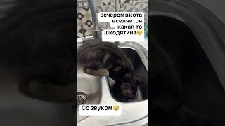 Наша шкодятинка🐈⬛смешные моменты🤗