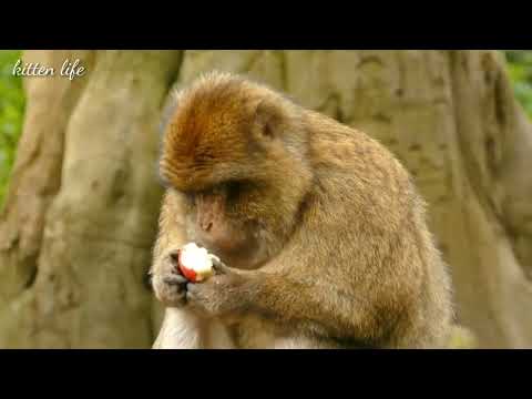 feeding carrot beans