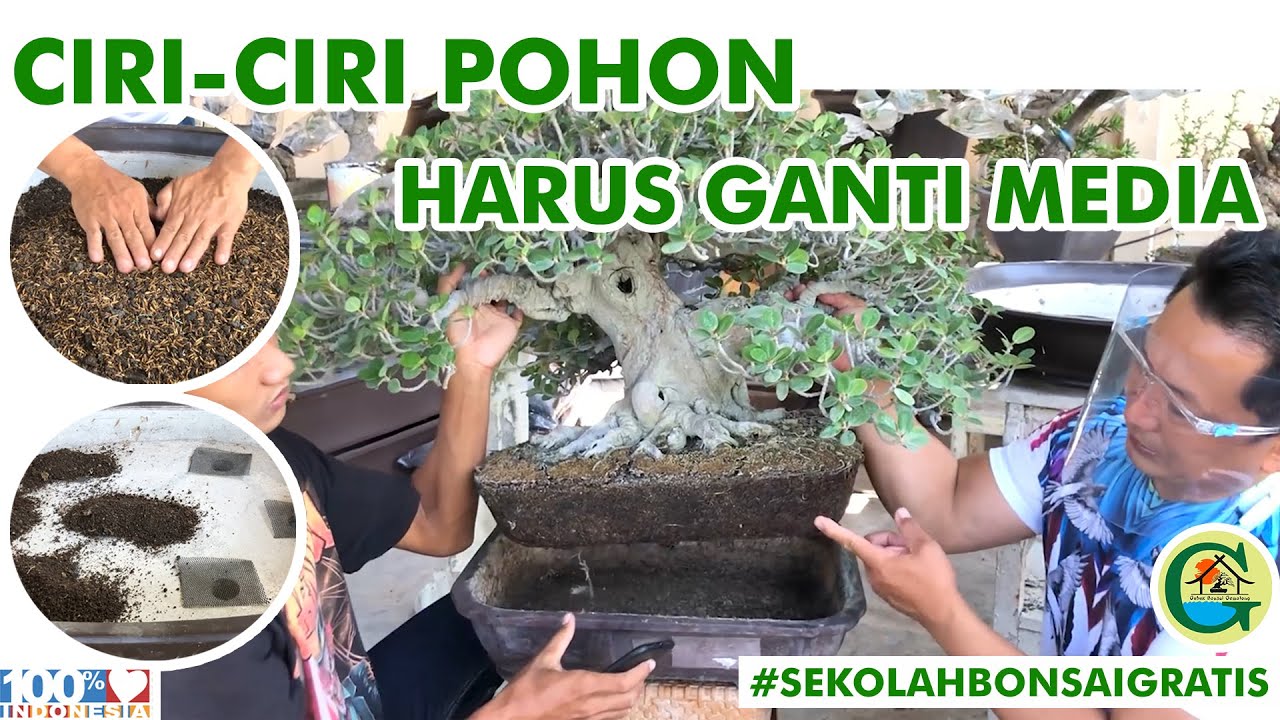 TEKNIK GANTI MEDIA OLEH DR BONSAI || #SEKOLAHBONSAIGRATIS