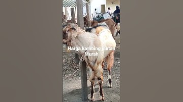 Thumbnail of kambing jantan murah,pasar hewan Mranggen Demak Jawa tengah