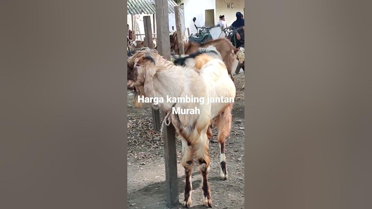 kambing jantan murah,pasar hewan Mranggen Demak Jawa tengah