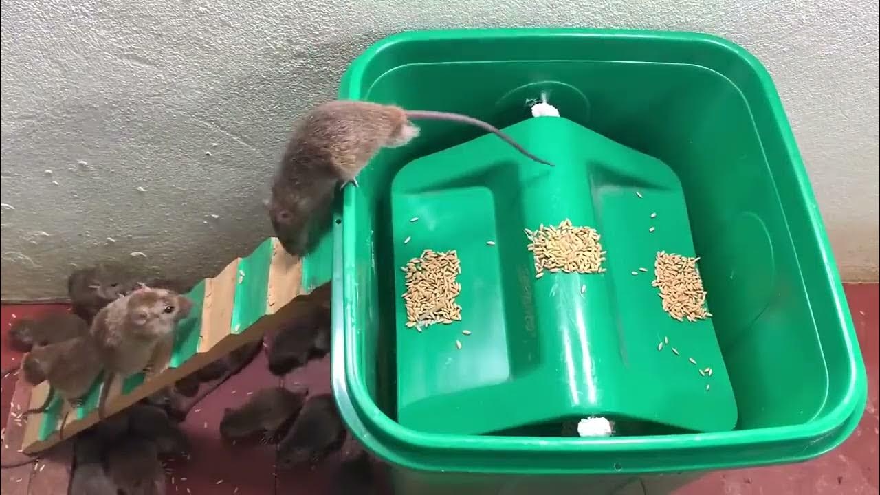 Dostim bilan MMF Yalangoch Miss Gozallik