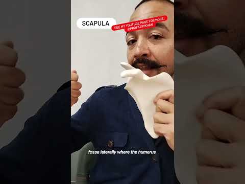 Scapula bone siding