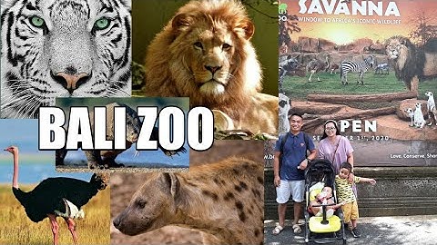 Bali Zoo | Melihat Binatang-Binatang Langka Harimau Putih