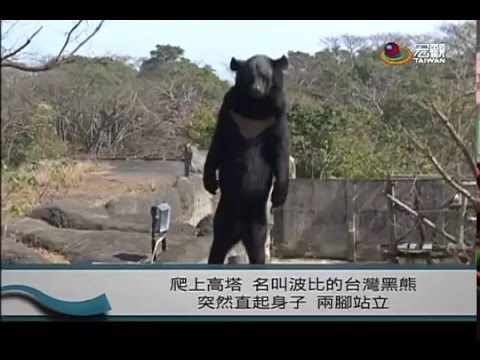 遊客見壽山動物園黑熊站立 誤認為工讀生假扮 引發討論—宏觀粵語新聞