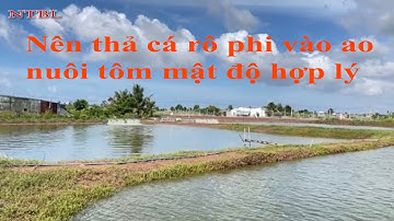 Nuôi tôm kết hợp cá rô phi hạn chế dịch bệnh